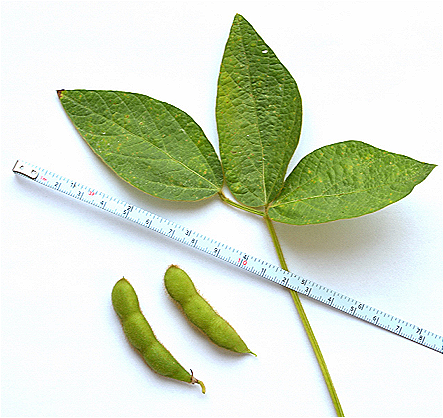 Glycine Max (Soybean) Callus Culture