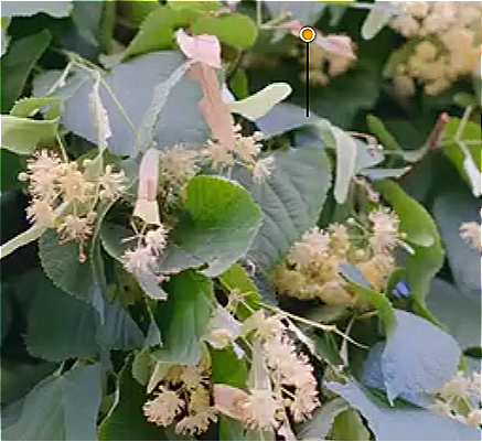Fiori di tiglio