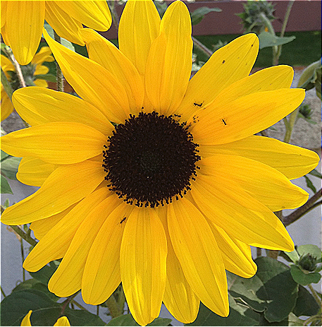 Helianthus annuus