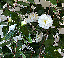 Camellia Japonica Meristem Cell Extract