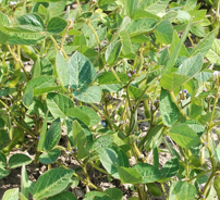 Glycine Max Callus Extract