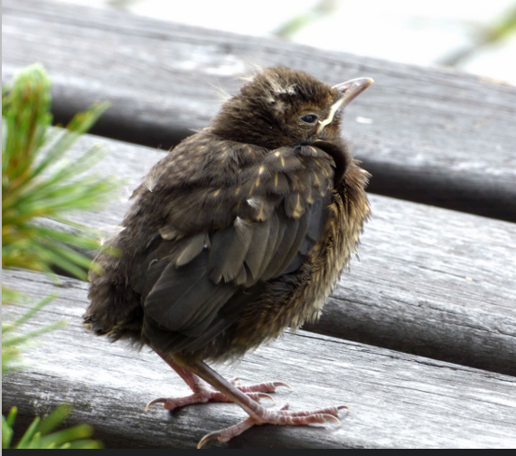 Blackbird