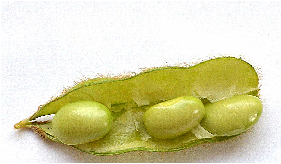 Glycine max