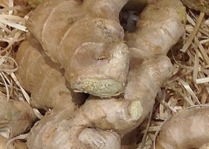 Zingiber officinale (Ginger) water