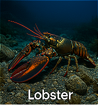 Lobster