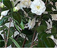 Camellia Japonica Leaf Wax