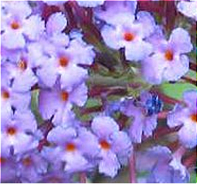 Buddleja Davidii Leaf Cell Culture Extract
