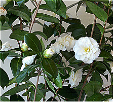Camellia Japonica Meristem Cell Extract