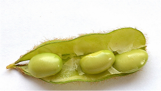 Glycine Max (Soybean) Seedcake Extract