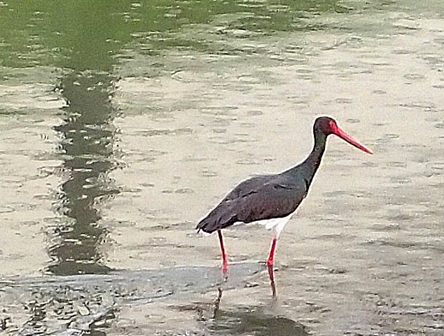 Black stork
