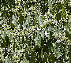 Hovenia Dulcis Fruit Extract