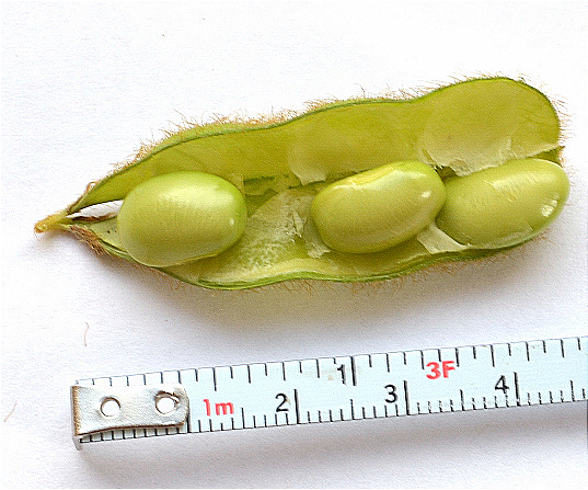 Glycine Max (Soybean) Extract