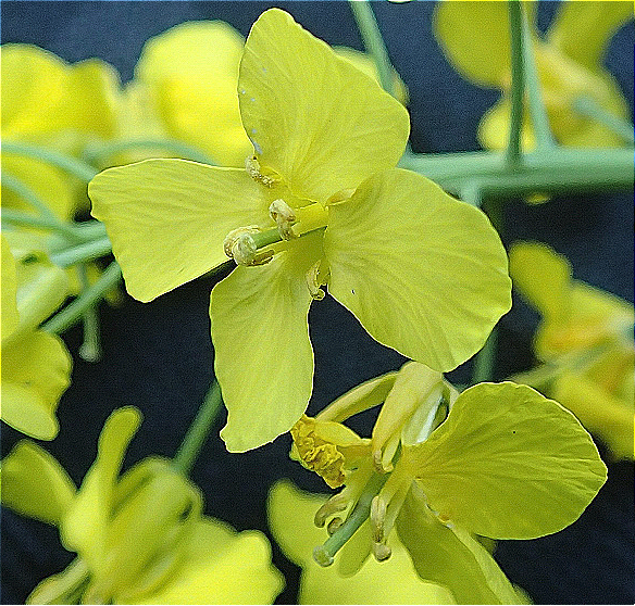 Olio di colza idrogenato