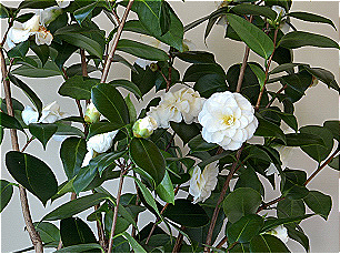 Camellia Japonica Seed Water