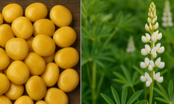 Lupine