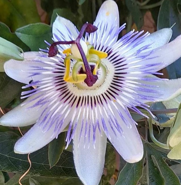 Passiflora