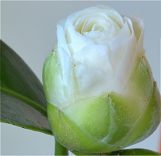 Camellia Japonica Peel Powder