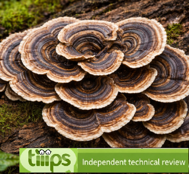 Turkey tail