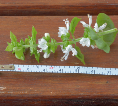 Ocimum basilicum (Basil) Leaf Extract