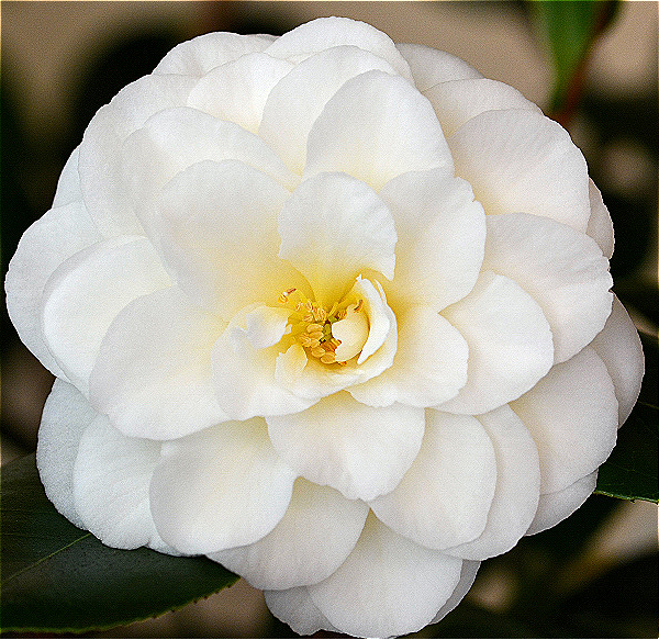 Camellia Japonica Flower Powder