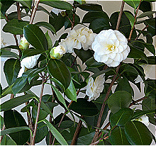 Camellia Japonica Callus Extracellular Vesicles