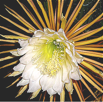 Cereus Grandiflorus (Cactus) Seed Powder