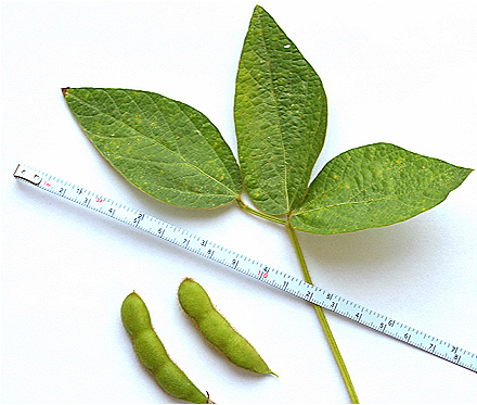 Glycine Max (Soybean) Callus Culture