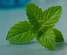 Spearmint