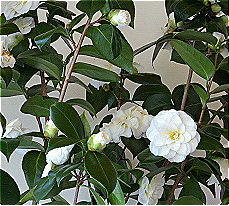 Camellia Japonica Callus Extracellular Vesicles