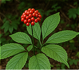 Panax japonicus
