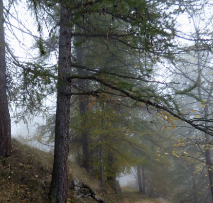 Larch