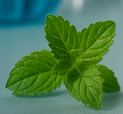 Spearmint