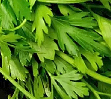 Petroselinum Crispum Seed Oil