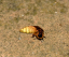 Firefly